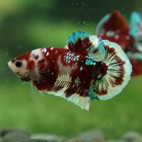 Multicolor/Galaxy Koi Plakat -13 weeks Old