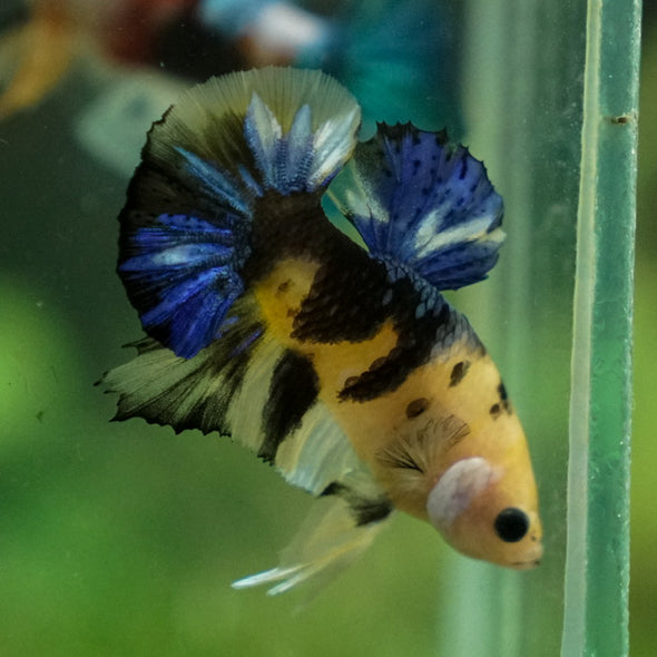 Multicolor/Galaxy Koi Plakat -11 weeks Old