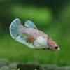 Candy Koi Plakat- Female- 9 Weeks Old