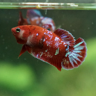 Multicolor/ Galaxy Koi Plakat- Female- 13 Weeks Old