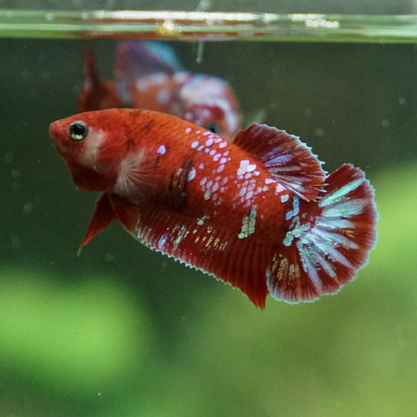Multicolor/ Galaxy Koi Plakat- Female- 13 Weeks Old