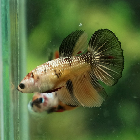 Multicolor/ Galaxy Koi Halfmoon - Female- 14 Weeks Old