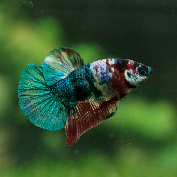 Multicolor/Galaxy Koi Plakat -13 weeks Old