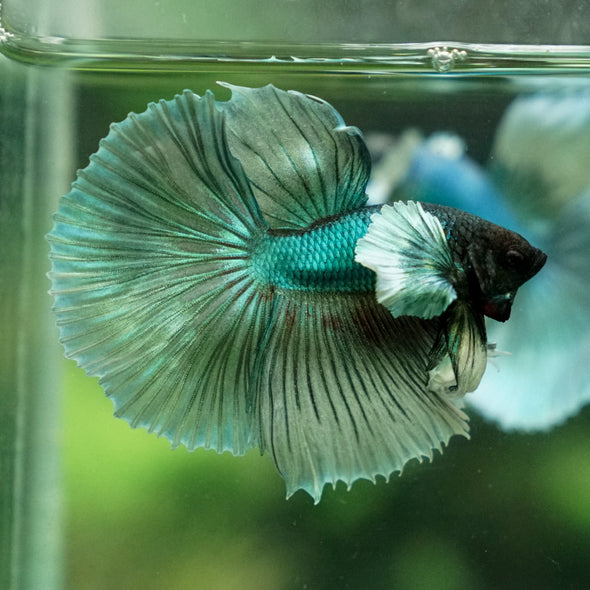 Dumbo Halfmoon - 9 weeks old