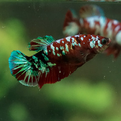 Multicolor/ Galaxy Koi Plakat- Female- 13 Weeks Old