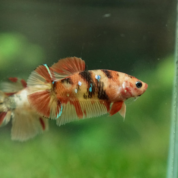 Multicolor/ Galaxy Koi Plakat- Female- 13 Weeks Old