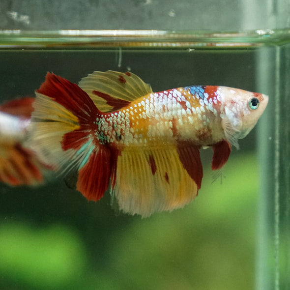 Multicolor/ Galaxy Koi Halfmoon - Female- 13 Weeks Old