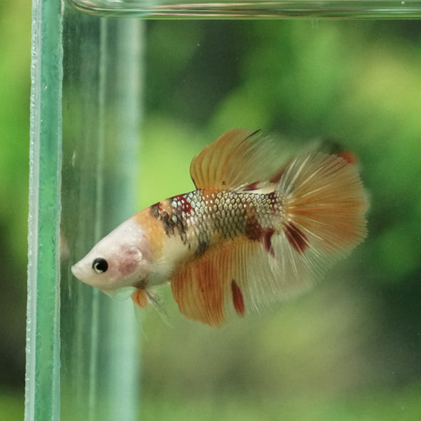 Multicolor/ Galaxy Koi Halfmoon - Female- 13 Weeks Old