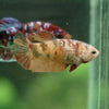 Multicolor/ Galaxy Koi Plakat- Female- 13 Weeks Old