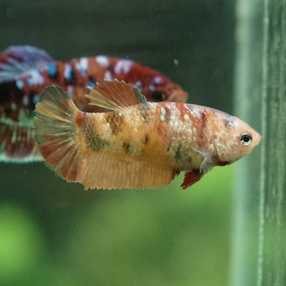 Multicolor/ Galaxy Koi Plakat- Female- 13 Weeks Old