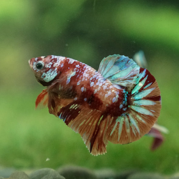 Multicolor/Galaxy Koi Plakat -13 weeks Old