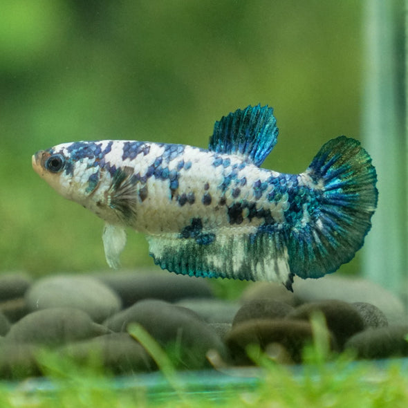 Blue/Green Dalmatian Plakat- Female