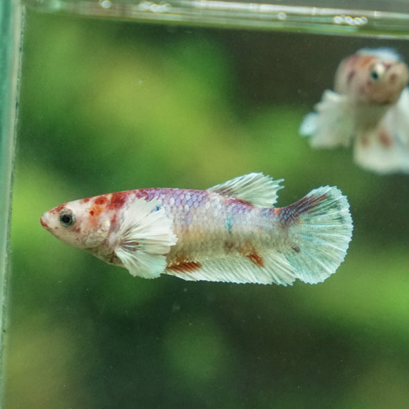 Candy Koi Plakat- Female- 9 Weeks Old