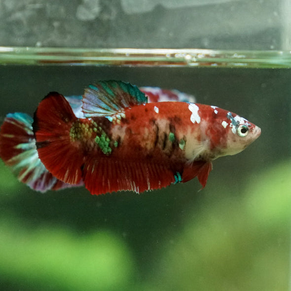 Multicolor/ Galaxy Koi Plakat- Female- 13 Weeks Old