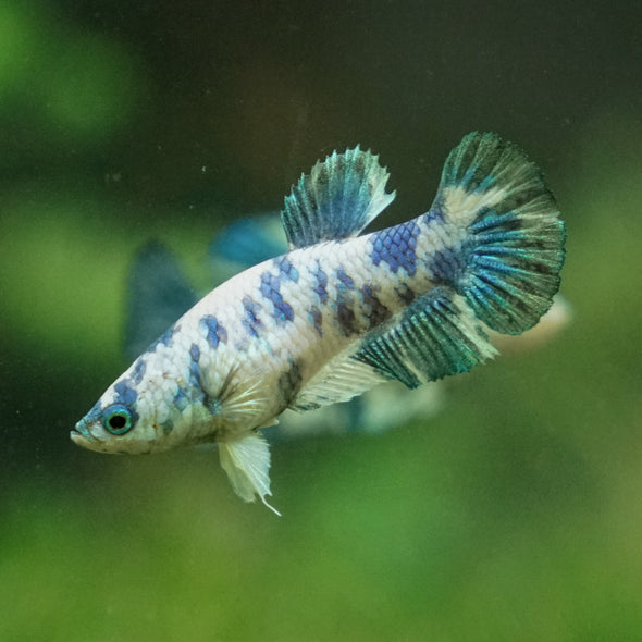 Blue/Green Dalmatian Plakat- Female