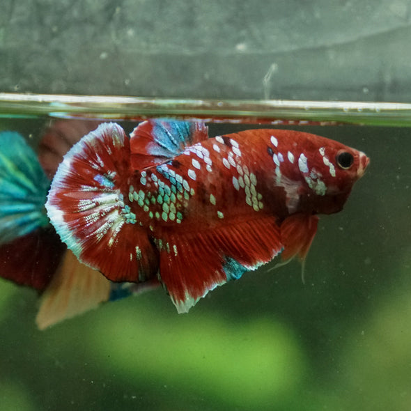 Multicolor/Galaxy Koi Plakat -13 weeks Old