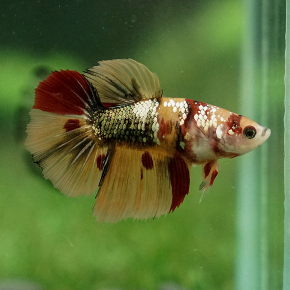 Multicolor/ Galaxy Koi Halfmoon - Female- 14 Weeks Old