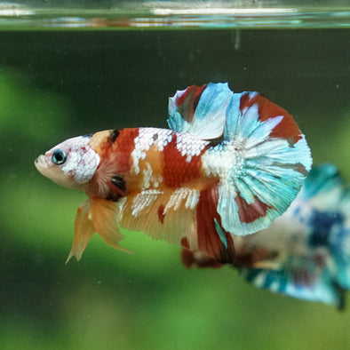 Multicolor/Galaxy Koi Plakat -16 weeks Old