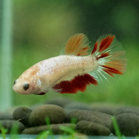 Multicolor/ Galaxy Koi Halfmoon - Female- 13 Weeks Old