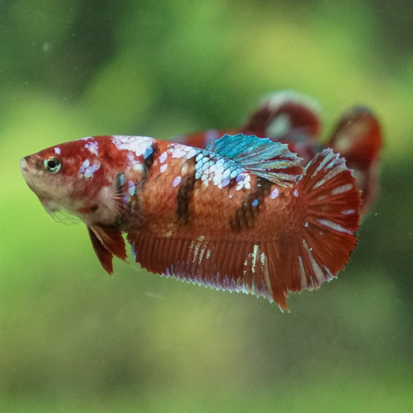 Multicolor/ Galaxy Koi Plakat- Female- 13 Weeks Old