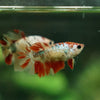 Multicolor/ Galaxy Koi Halfmoon - Female- 13 Weeks Old