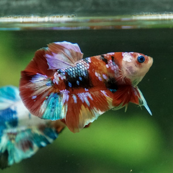 Multicolor/Galaxy Koi Plakat -16 weeks Old