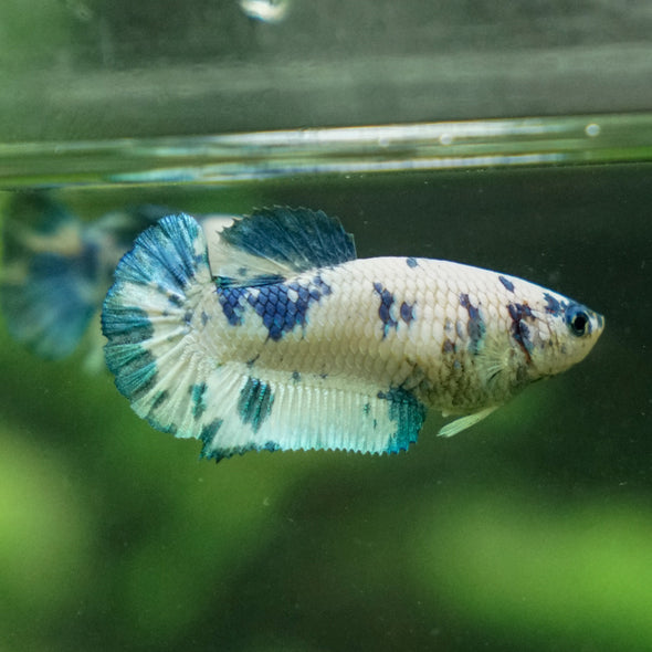 Blue/Green Dalmatian Plakat- Female