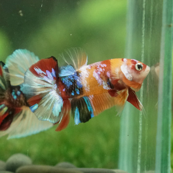 Multicolor/Galaxy Koi Plakat -13 weeks Old