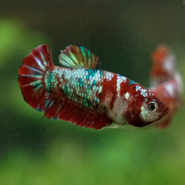 Multicolor/ Galaxy Koi Plakat- Female- 13 Weeks Old