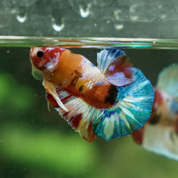 Multicolor/Galaxy Koi Plakat -13 weeks Old