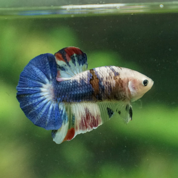 Multicolor/Galaxy Koi Plakat -13 weeks Old