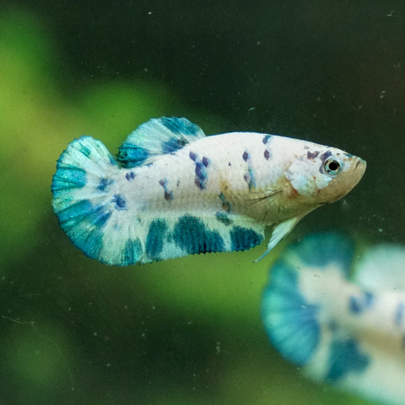 Blue/Green Dalmatian Plakat- Female