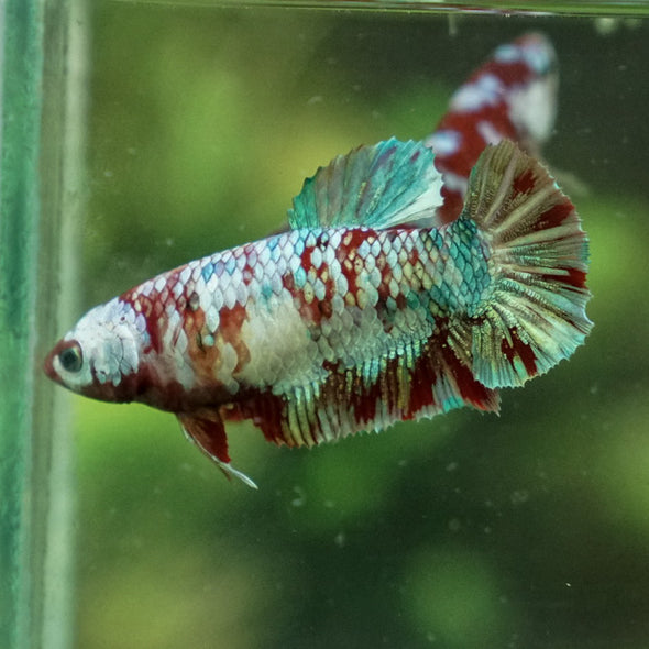 Multicolor/ Galaxy Koi Plakat- Female- 13 Weeks Old