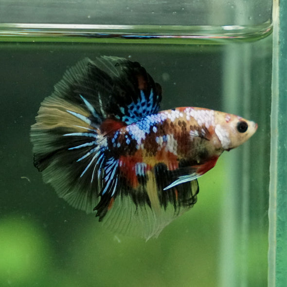 Candy/Galaxy Koi Halfmoon - 11 weeks old