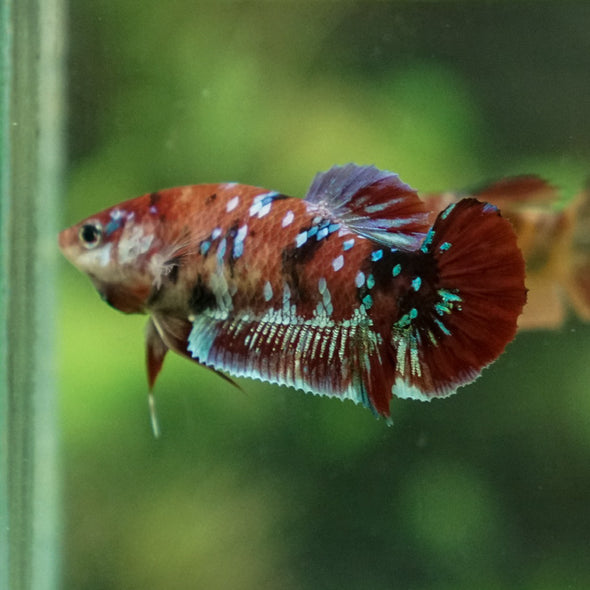 Multicolor/ Galaxy Koi Plakat- Female- 13 Weeks Old