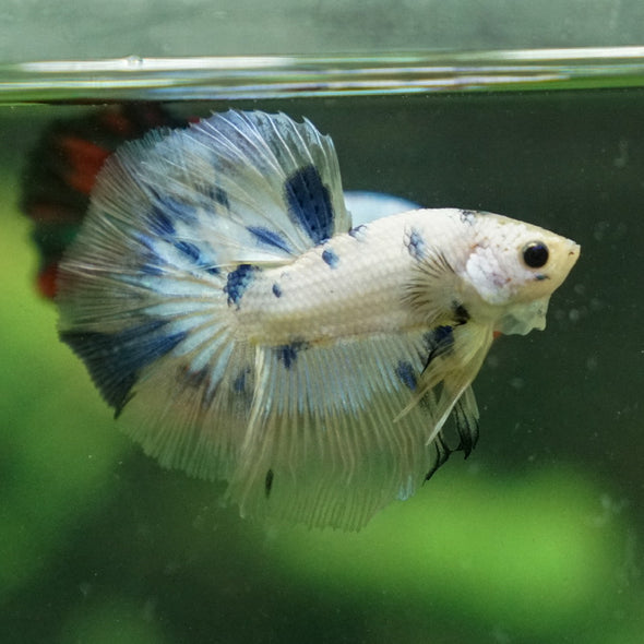 Candy/Galaxy Koi Halfmoon - 11 weeks old