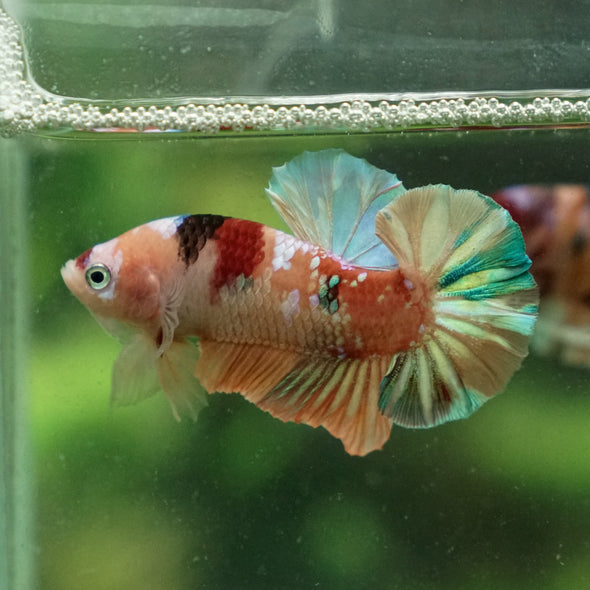 Multicolor/Galaxy Koi Plakat -13 weeks Old