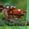 Multicolor/ Galaxy Koi Plakat- Female- 13 Weeks Old
