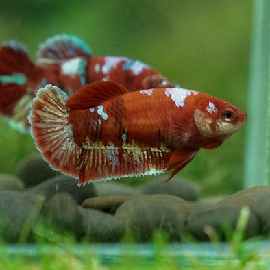 Multicolor/ Galaxy Koi Plakat- Female- 13 Weeks Old