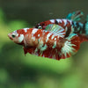 Multicolor/ Galaxy Koi Plakat- Female- 13 Weeks Old