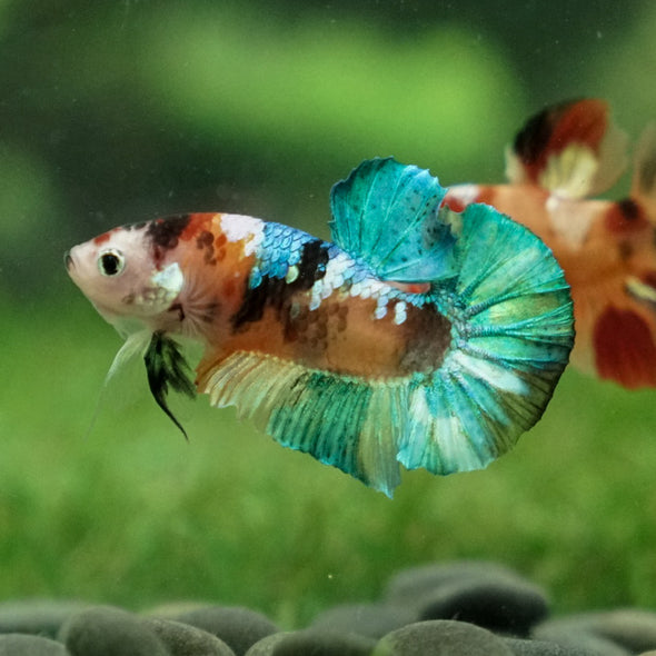 Multicolor/Galaxy Koi Plakat -12 weeks Old