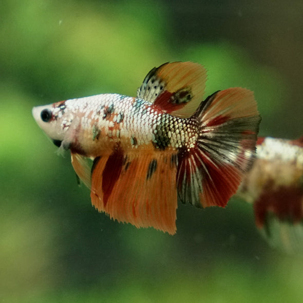 Multicolor/ Galaxy Koi Halfmoon - Female- 14 Weeks Old