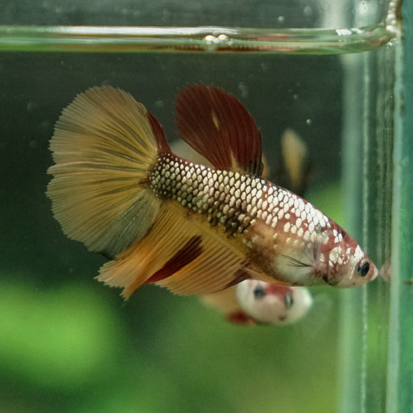 Multicolor/ Galaxy Koi Halfmoon - Female- 14 Weeks Old