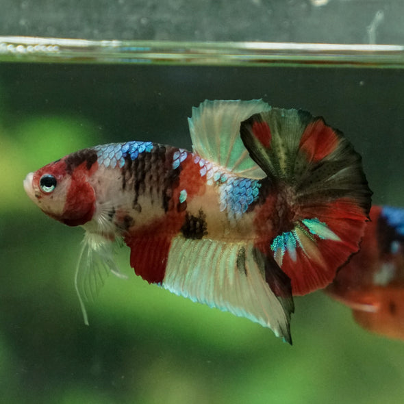 Multicolor/Galaxy Koi Plakat -13 weeks Old