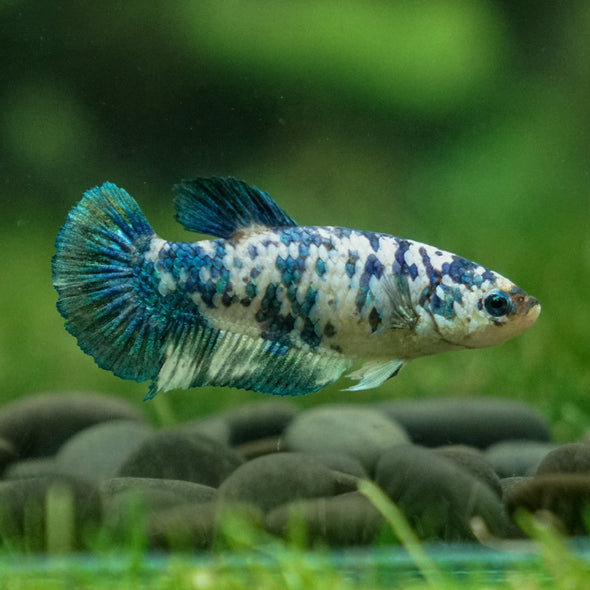 Blue/Green Dalmatian Plakat- Female