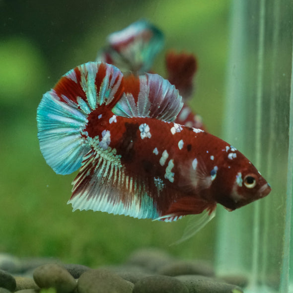 Multicolor/Galaxy Koi Plakat -13 weeks Old