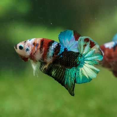 Multicolor/Galaxy Koi Plakat -13 weeks Old