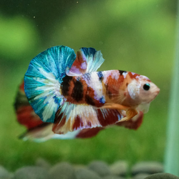 Multicolor/Galaxy Koi Plakat -13 weeks Old