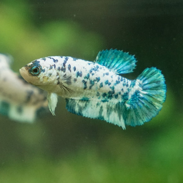 Blue/Green Dalmatian Plakat- Female