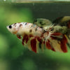 Multicolor/ Galaxy Koi Halfmoon - Female- 14 Weeks Old